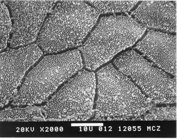 Media type: image; Herpetology R-24236
